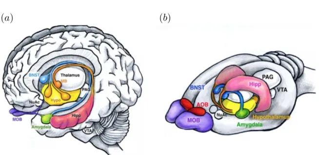 Figure 6 – Main structures of the human and rodent limbic system. (a) Human brain showing the amygdala (green), bed nucleus of stria terminalis (BNST, blue), hypothalamus (yellow), and hippocampus (pink)