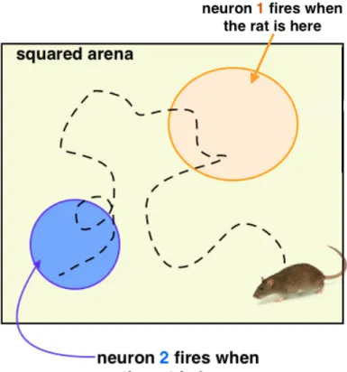 Figure 7 – Schematic of a rat exploring a square arena. The place fields corresponding to two particular place cells of the rat are shown