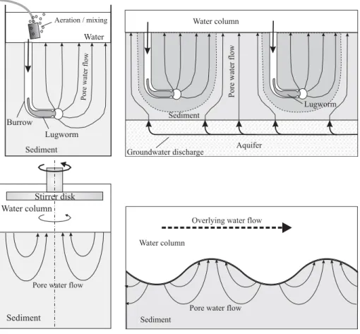 Fig. 1. Schematic representation of the four situations that are modeled: (a) Laboratory incubation set-up commonly used to study lugworm bio-irrigation; (b) Lugworm bio-irrigation interfering with groundwater seepage on a tidal flat; (c) Pore water flow i