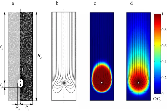 Fig. 2. Model [1]: lugworm bio-irrigation in a laboratory core set-up. (a) scheme of the sediment domain geometry and the finite element mesh; (b) simulated flow line pattern; (c) simulated concentration pattern for the conservative tracer bromide after tw