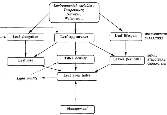 Figure  111-1.  Relation  entre  les  variables  morphogénétiques  de  la  croissance  foliaire  et  les  caractéristiques  struturales  des  couverts  végétaux  de  graminées  prairiales  (d'après  Lemaire  et  Chapman, 1996)