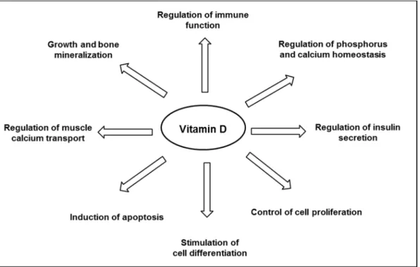 Figure 2. Major biological functions of vitamin D. 