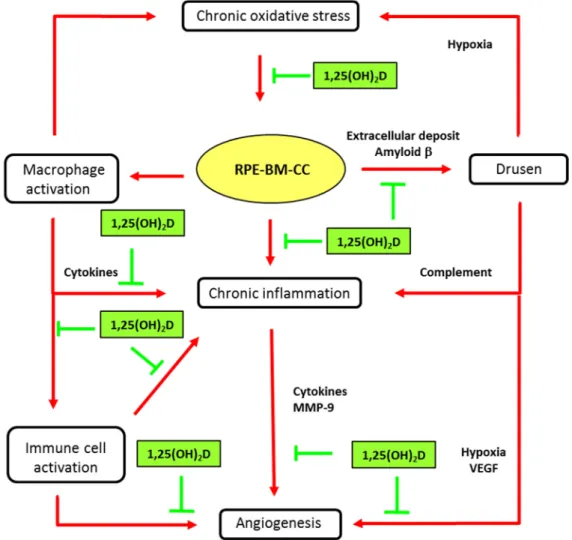 Figure 3. Main biological mechanisms in age-related macular degeneration (AMD) and putative  vitamin D effects
