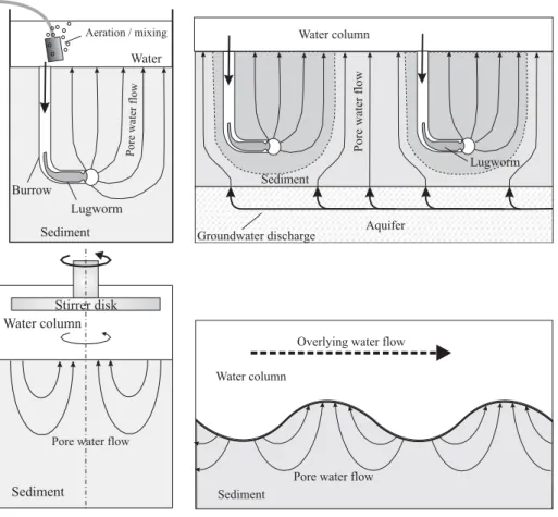 Fig. 1. Schematic representation of the four situations that are modeled: (a) Laboratory in- in-cubation set-up commonly used to study lugworm bio-irrigation; (b) Lugworm bio-irrigation interfering with groundwater seepage on a tidal flat; (c) Pore water f
