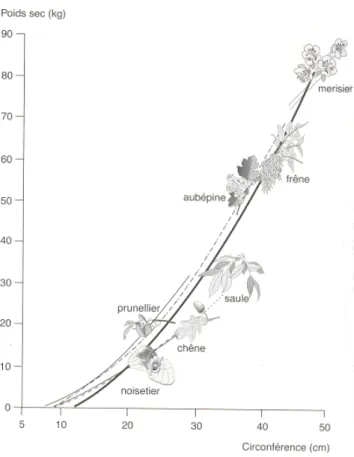 Figure 26 : Formule donnant la masse sèche de biomasse   en fonction de la circonférence du brin  