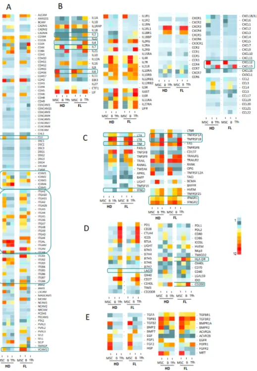 Figure 3. Heat map analysis of the expression of molecules and their relevant receptors by FL B cells,  Tfh and mesenchymal stromal cells (MSC) in FL context compared to healthy donors (HD): adhesion  molecules (A), cytokines and chemokines (B), TNF superf