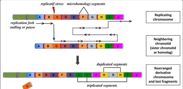 Fig. 2 The concept of chromoanasynthesis: the phenomenon can arise when a replication fork stall or collapse