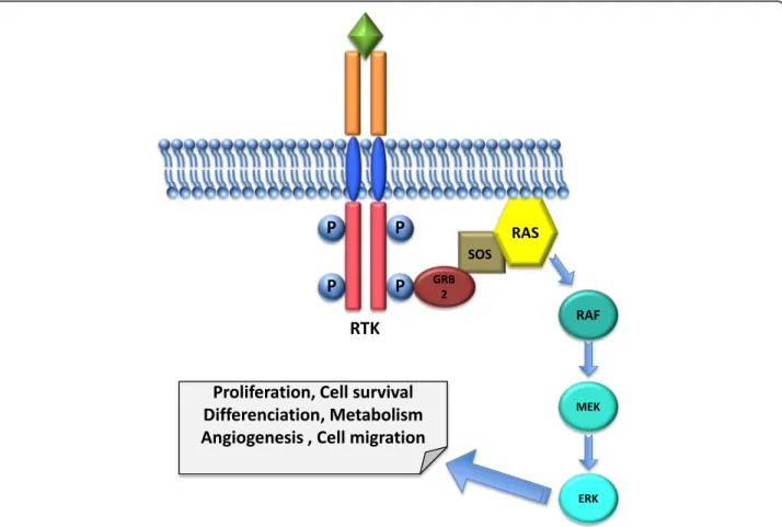 Fig. 1 Schematic representation of a Receptor Tyrosine Kinase and the downstream MAPK pathway