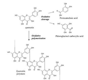 Figure I.10.  Clivage oxydatif et polymérisation de la quercétine [151] 