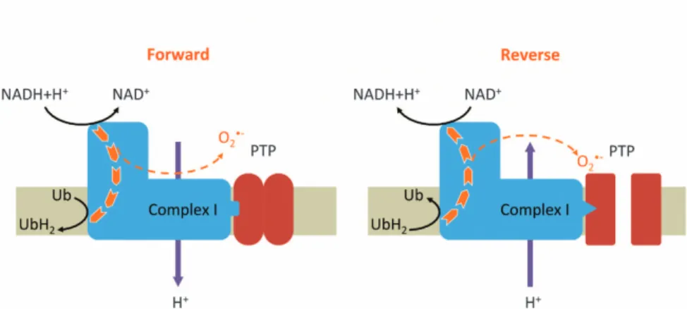 Figure 1 Hypothetical model in which reverse electrons flow through complex I promotes PTP opening