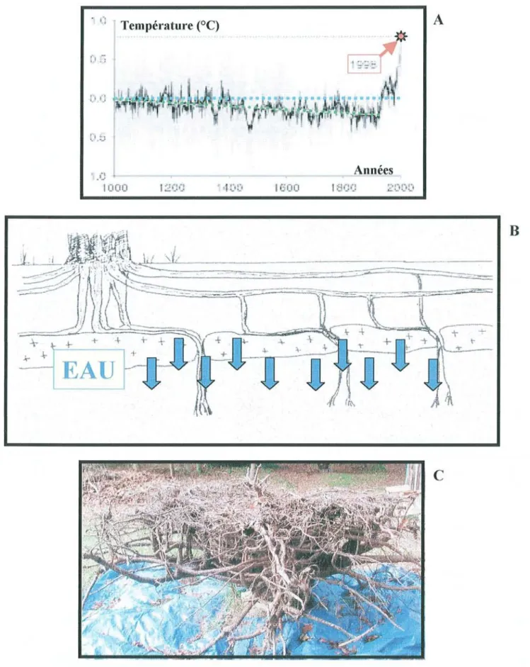 Figure 1 :  A):  Evolution de la température au  cours du  dernier millénaire (d'après Hughes., 2000)
