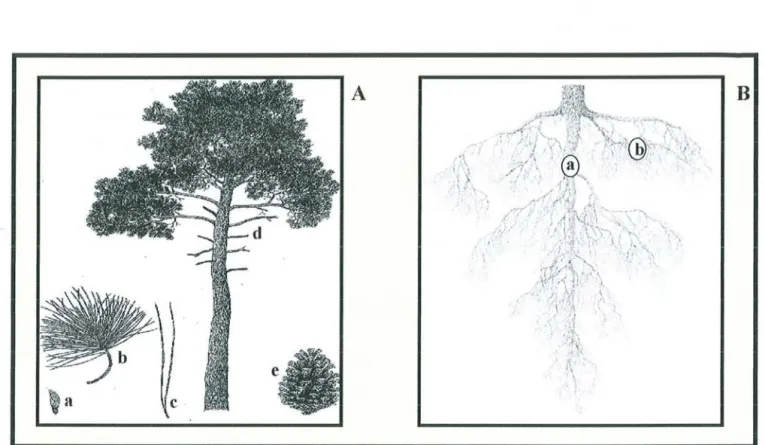 Figure 5  : Le pin  maritime.  A) : Parties aériennes . a:  graine ; b  : aiguilles ; c : fascicule ; d  : tronc et 