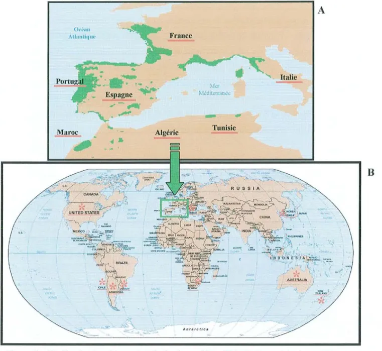 Figure  7 : A):  Aire de répartition naturelle du  pin  maritime (II  ).  B):  Pays où le  pin  maritime  a été introduit  ( *  )