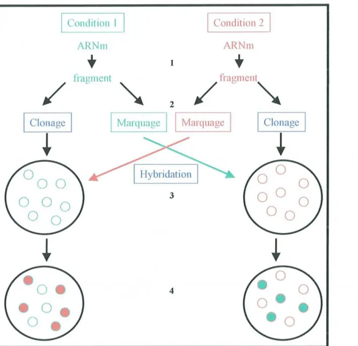 Figure 12  :  Banques soustractives.  1):  Synthèse des ADN c à partir des ARN m pour les deux conditions  à  analyser