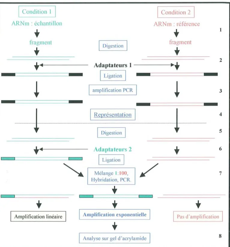Figure 13  : L' ADNc- RDA, d'après Hubank et Schatz (1994).1):  Synthèse des fragments pour l'échantillon  et la  référence