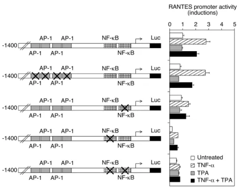 Fig.  2.  Regulation  of  RANTES  and  IL-8  promoter  activity  after  site-directed  mutagenesis