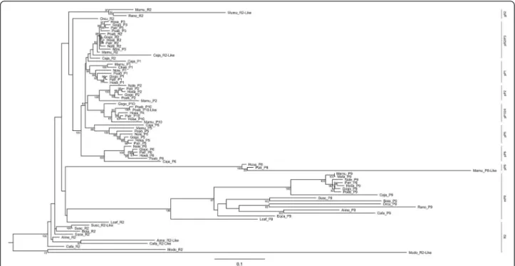 Figure 1 Evolutionary tree of PPP1R2 and related pseudogenes. The evolutionary history was inferred using the software GARLI