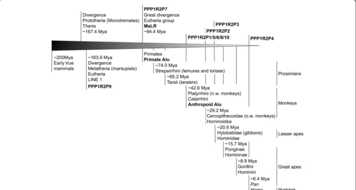 Figure 2 Diagram of PPP1R2 pseudogenes evolution. Time scale from the early mammals evolution till humans is shown with emphasis in the primate class