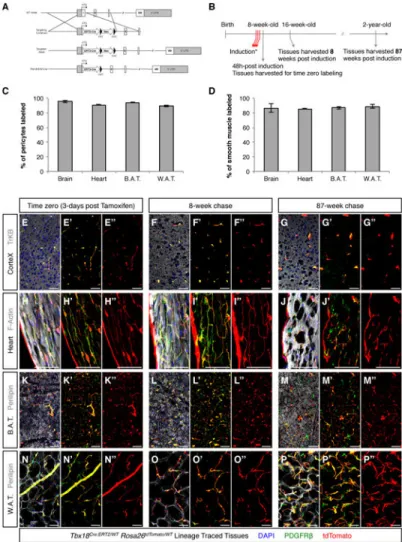 Figure 4. Pericytes and vascular smooth muscle cells maintained a mural cell phenotype during  aging