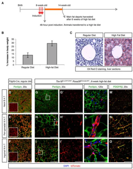 Figure 5. Mural cells were not adipogenic progenitors