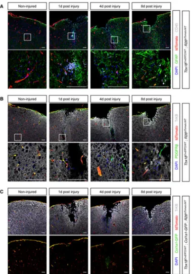 Figure 7. Pericytes of the brain were not neuronal or scar progenitors
