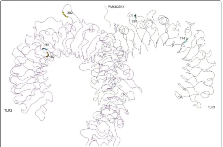 Figure 2 Positively selected sites in the three-dimensional structures of TLR2-TLR1 heterodimer with the synthetic triacylated lipoprotein Pam3CSK4.