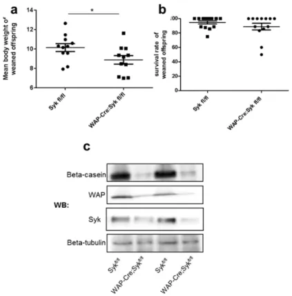 Figure 7. Reduced weight of the weaned offspring of mice with conditionally ablated Syk in the mammary  glands is associated with decreased milk protein expression
