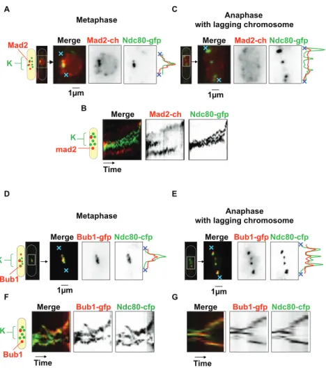 Figure 8. Recruitment of Mad2 and Bub1 to lagging chromosomes in the tip1 D strain. Left-hand panels; Metaphase cells