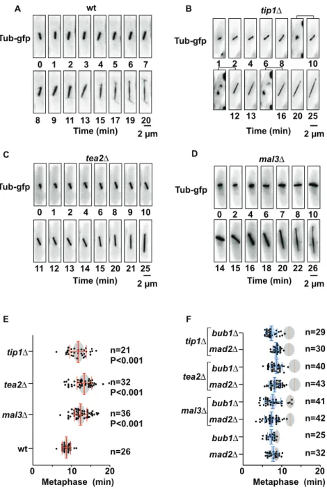 Figure 1. Progression through mitosis in wild-type or in +TIPD strains. A: Mitotic progression in a representative wild-type cell expressing Atb2- Atb2-GFP