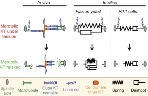 Figure 1.  The viscoelastic responses of mero- mero-telic KTs to laser surgery. (left) Schematic  de-scription of a stretched merotelic KT in vivo