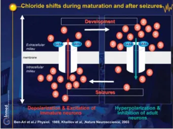 Figure 21. Formation of an epileptogenic mirror focus. Figure 22. Chloride shifts during maturation and after seizures.