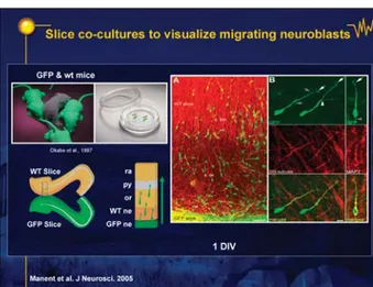 Figure 4. Slice co-cultures to visualize migrating neuroblasts. Manent et al. J Neurosci 2005.