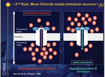Figure 11. Second Rule: More Chloride inside immature neurons!