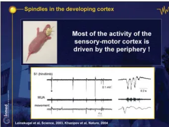 Figure 17. Spindles in the developing cortex.