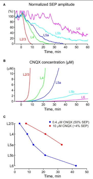 FIGURE 7 | Pharmacokinetics of CNQX and dAPV after epipial application.