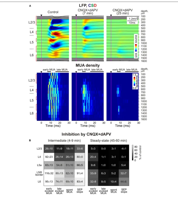 FIGURE 1 | Depth profile of CNQX and dAPV action on barrel cortex activity. (A) Top, Stimulus-triggered LFP averages (black traces) of sensory responses evoked by principal whisker deflection across cortical depths of corresponding barrel column overlaid o