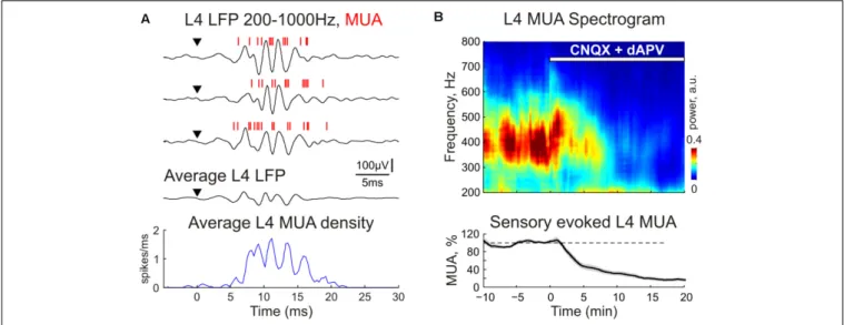 FIGURE 4 | The CNQX and dAPV effect on sensory evoked fast oscillations (FO) in cortical layer 4