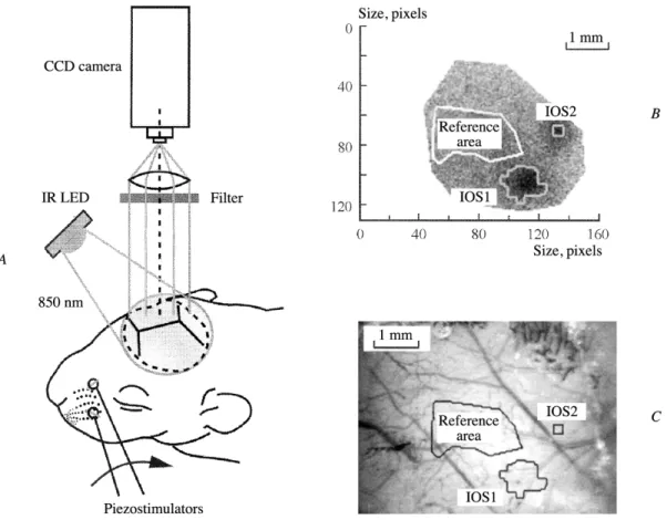 Fig. 1. Recording of sensory-evoked intrinsic optical signal (IOS) in the somatosensory cortex of a neonatal rat pup