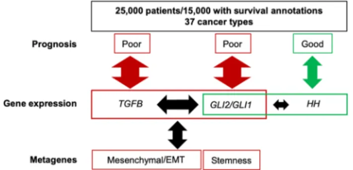 Figure 4.  Schematic summary. Pan cancer analysis of gene expression and survival data demonstrates shared  poor prognostic value for TGFB, GLI1/2, together with mesenchymal/EMT and Stemness signatures, not  HH