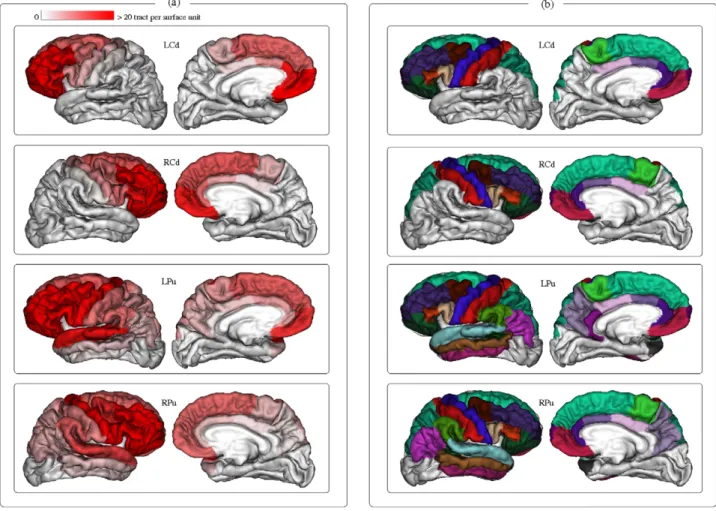 Figure 6. Connectivity profile of the striatum to the cortex. (A) Average connectivity measures per surface unit for each nucleus and each gyrus