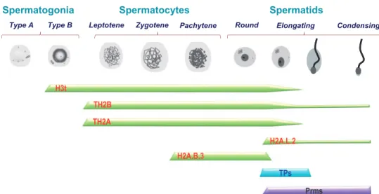 Fig. 1 Differentiation-dependent expression of testis-speciﬁc histone variants during spermatogenesis