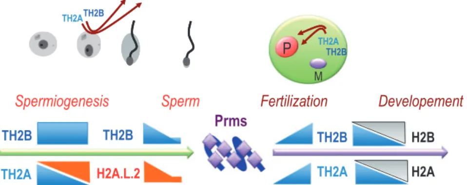 Fig. 2 The packaging cycles of the male genome with TH2A/TH2B. The histone variants TH2A and TH2B become the major histones in spermatogenic cells, until the replacement of TH2A by H2A.L.2, at the time of histone-to-Prm transition