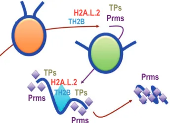 Fig. 3 Coordinate actions of histone variants, TPs and Prms in the process of histone-to-Prm replacement