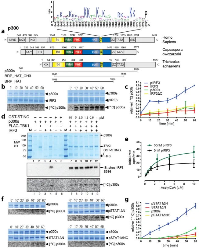 Figure 1. Transcription factor dimerization enables activation of p300. (a) Domain structure of p300