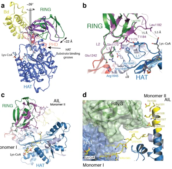 Figure 3: Structural rearrangement of the RING domain. (a) The RING domain (green) rotates ~39° 