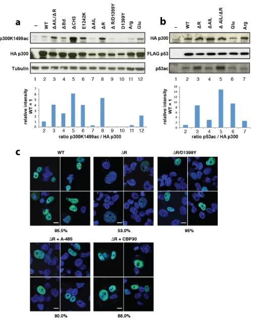 Figure 4: Regulation of HAT activity by flanking domains. (a) Indicated variants of p300 were 556 