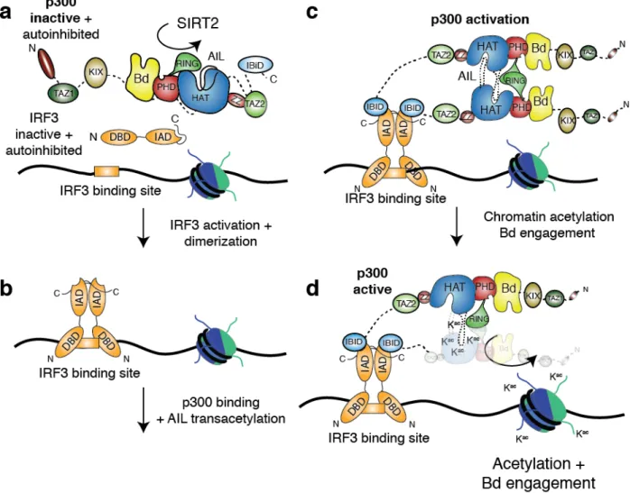 Figure 6: Molecular model for p300 activation and DNA targeting. (a) p300 is maintained in the 591 