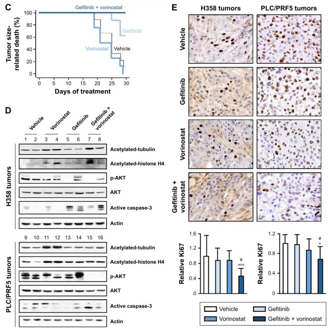 Figure 4 Effects of the gefitinib and vorinostat combination on the growth of H358 or PLC/PRF5 xenografts.