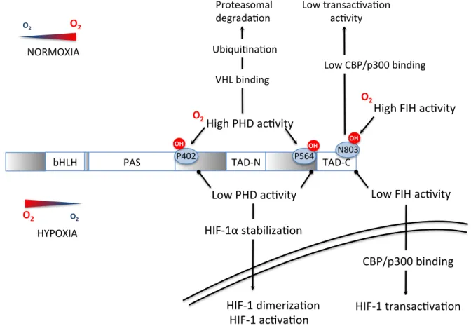 Fig.    2.    Signal    transduction    pathways    by    which    a    reduction    in    O 2     concentration    inhibits   
