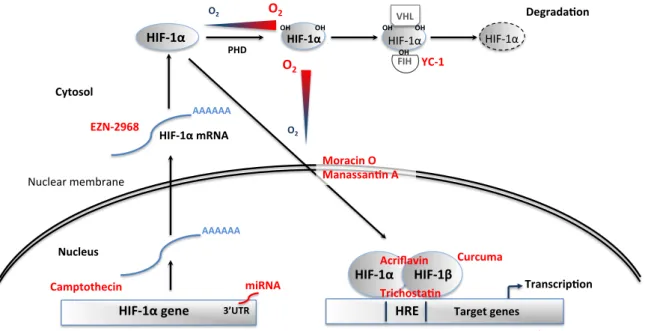 Fig.    4    Stabilization    of    the    O 2 -­‐sensitive    cytosolic    alpha   subunit    of    the    hypoxia    inducible   